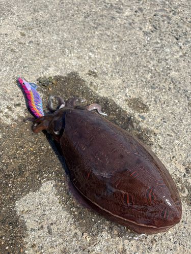 モンゴウイカの釣果