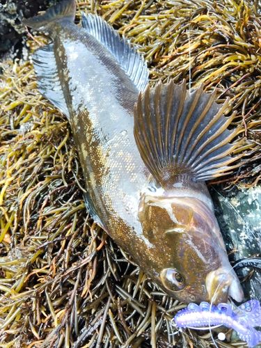 アイナメの釣果
