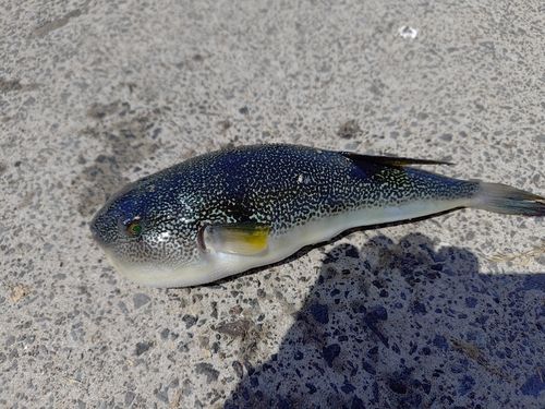 クサフグの釣果