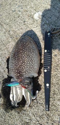 釣果