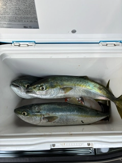 イナダの釣果
