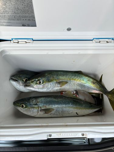 イナダの釣果