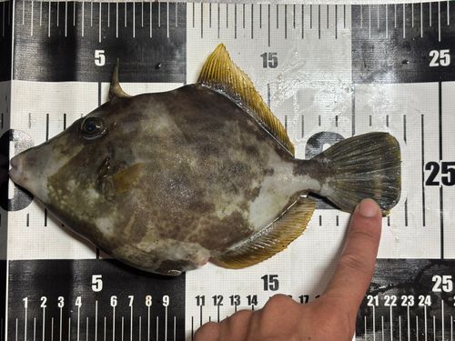 カワハギの釣果