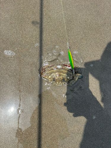 カニの釣果