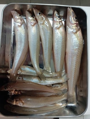 キスの釣果