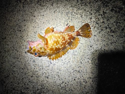 ガシラの釣果