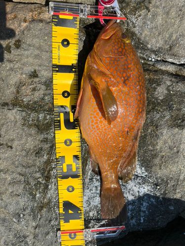 キジハタの釣果