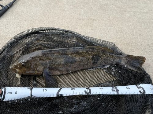 アイナメの釣果
