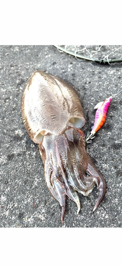 モンゴウイカの釣果