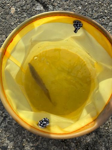シロギスの釣果