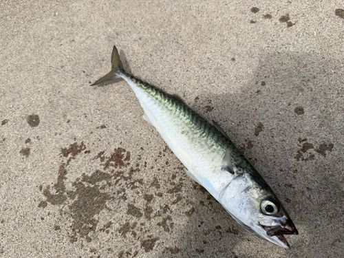 サバの釣果
