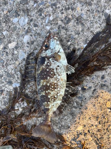 アイゴの釣果