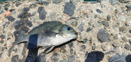 メジナの釣果