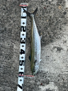 サゴシの釣果