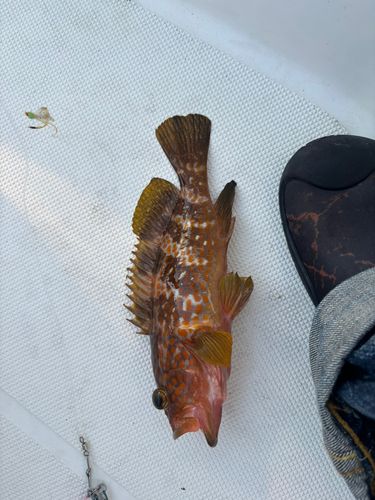 キジハタの釣果