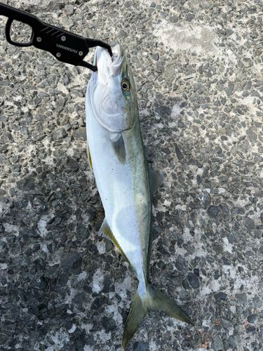 イナダの釣果