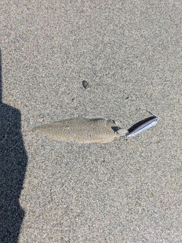 シタビラメの釣果