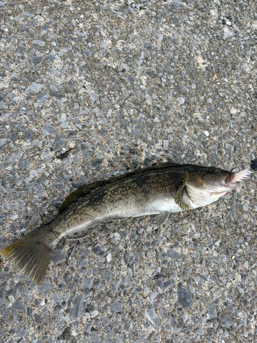 アイナメの釣果