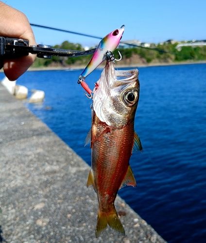 オオモンハタの釣果