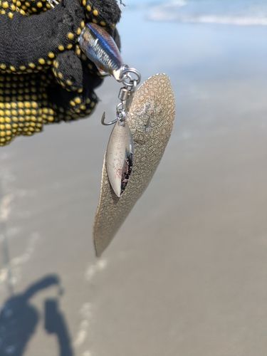 シタビラメの釣果