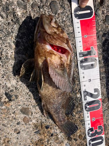 ムラソイの釣果