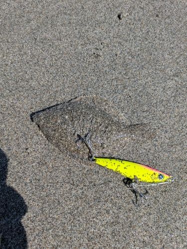 カレイの釣果