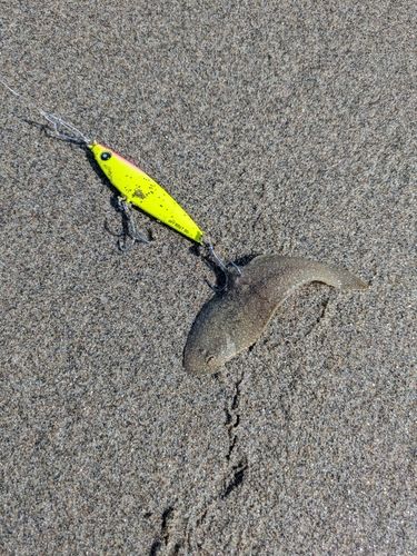 シタビラメの釣果