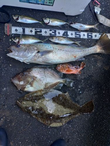 ヒラメの釣果