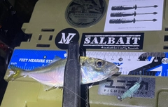 マアジの釣果