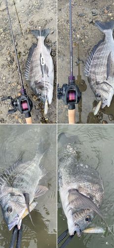 チヌの釣果