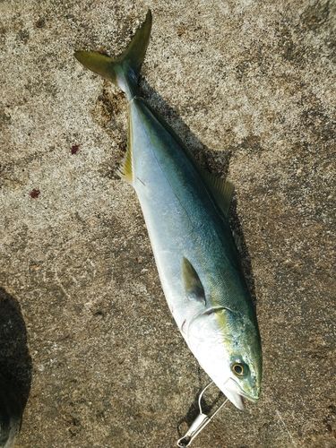 イナダの釣果