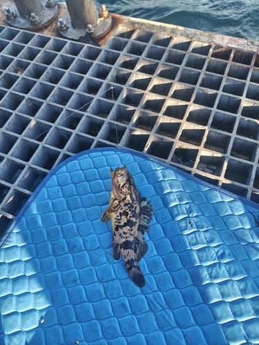 タケノコメバルの釣果