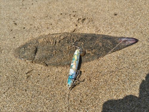 シタビラメの釣果