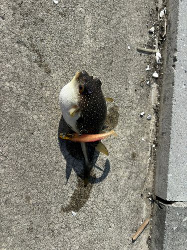 クサフグの釣果