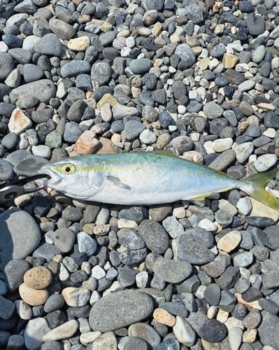 ワカシの釣果