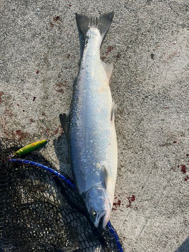 サクラマスの釣果