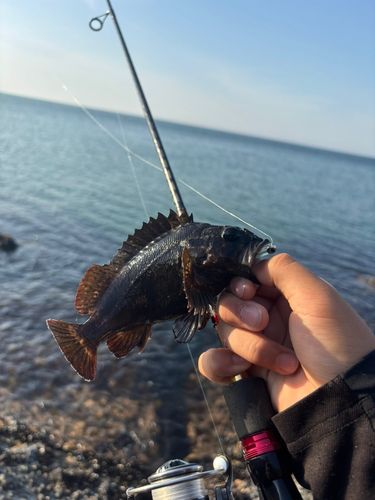 ムラソイの釣果