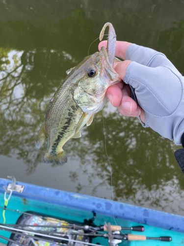 ブラックバスの釣果