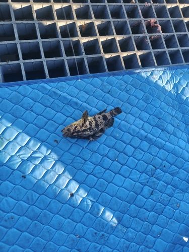 タケノコメバルの釣果