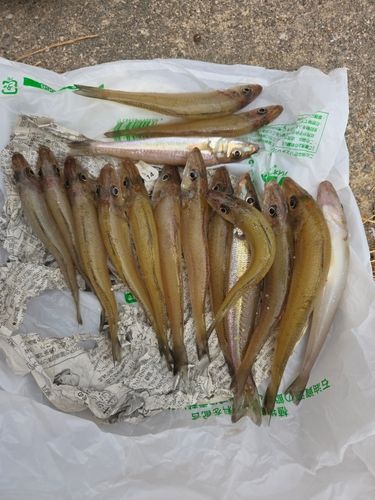 キスの釣果