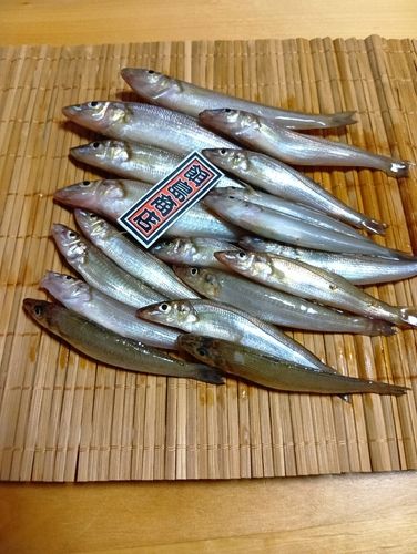 シロギスの釣果