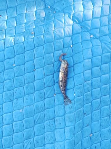 ハゼの釣果