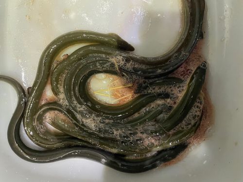 ウナギの釣果