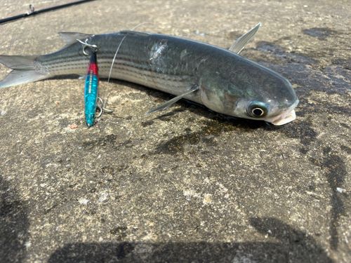 ボラの釣果