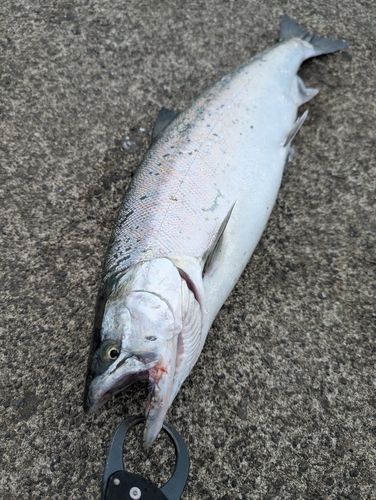 サクラマスの釣果