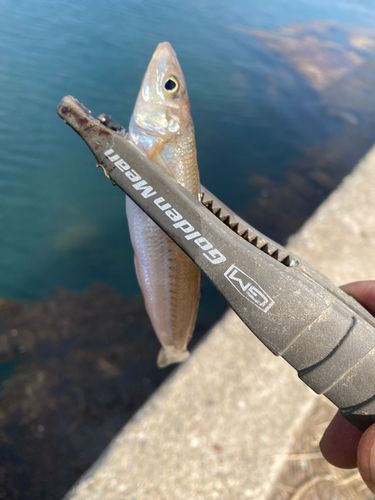 キスの釣果