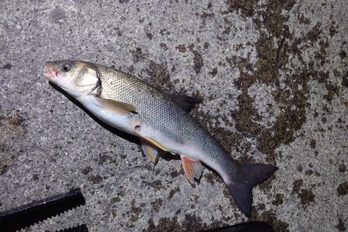 ウグイの釣果