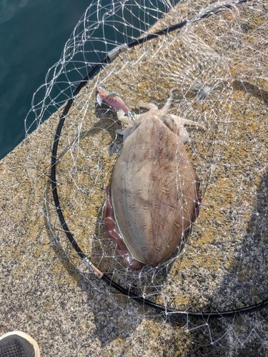 モンゴウイカの釣果