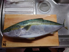 ブリの釣果
