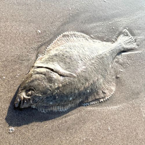 イシガレイの釣果
